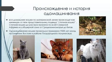 Происхождение древних кошек