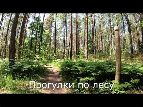 Простые методы поиска выхода из леса