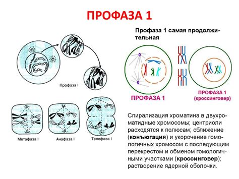 Профаза I