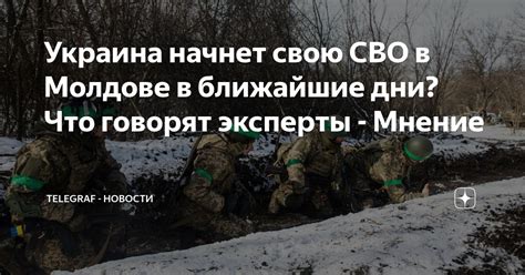 Профессиональное мнение ветеринаров: что говорят эксперты