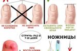 Профессиональное подстригание ногтей терьера: когда и кому доверить