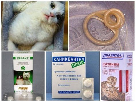 Профилактика глистов у котенка