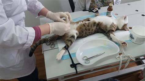 Профилактика и уход за глазами кота