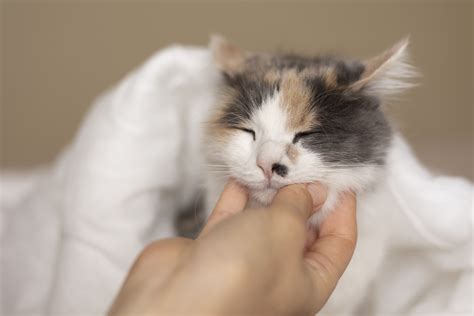 Профилактика котенка от болезней
