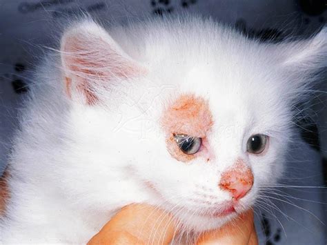 Профилактика лишая у кошек