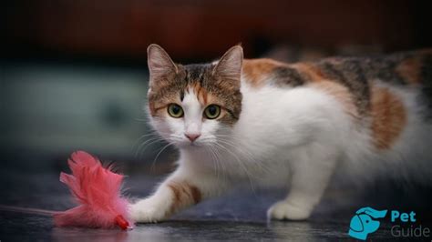 Профилактика отравления у котят