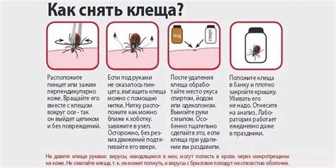Профилактика после удаления клеща