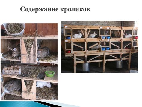 Профилактика проблем со здоровьем кроликов через питание