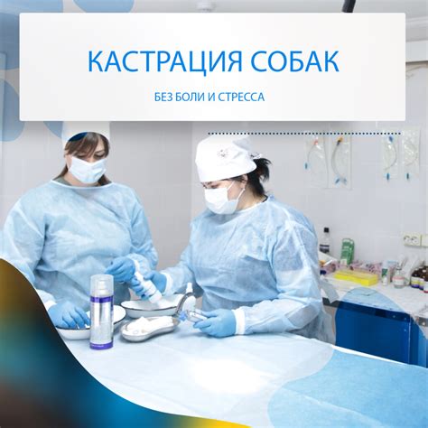 Процедура кастрации кобеля в 6 лет