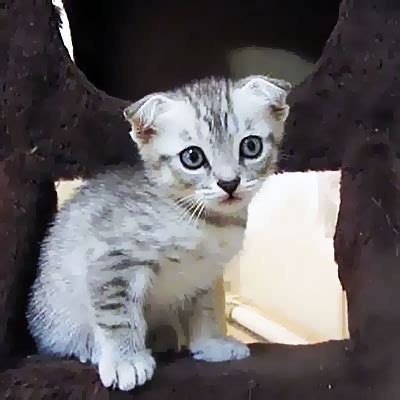 Процедура чистки ушей у вислоухих котят