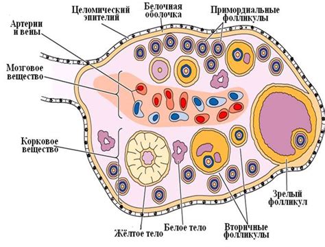 Процессы в яичнике: