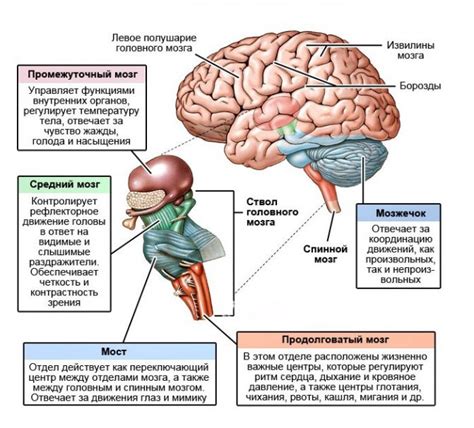 Процессы мозга и нервной системы
