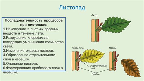 Процесс замораживания листьев