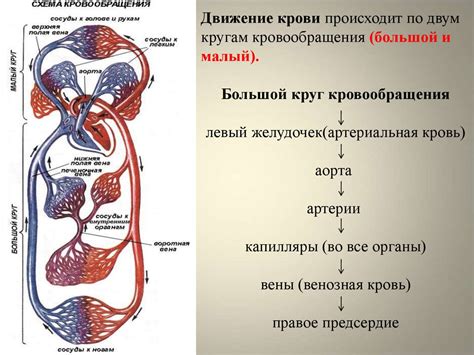 Процесс кровообращения в организме