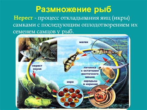Процесс откладывания икры