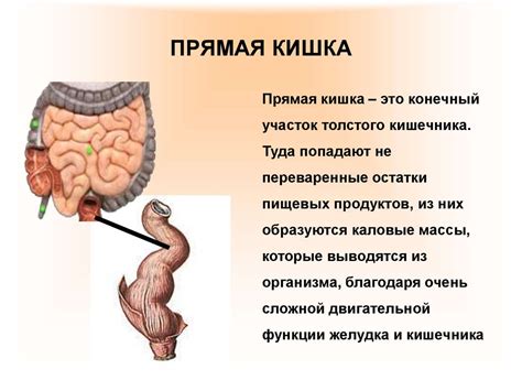 Процесс пищеварения и выделение слюны