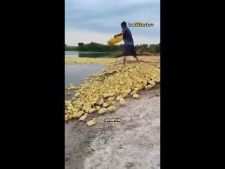 Процесс разведения