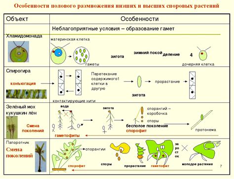 Процесс размножения и распространения короеда во время дождя