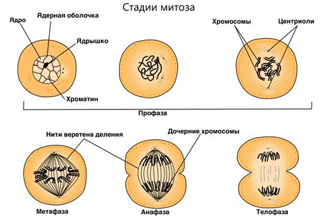 Процесс размножения клеток и видимость хромосом