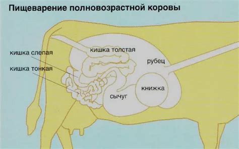 Процесс родов у коров: характеристики и особенности