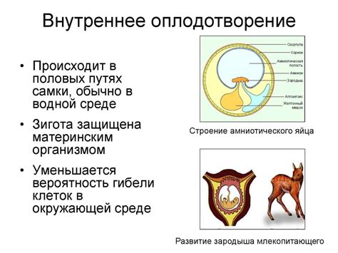 Процесс родов у медведицы