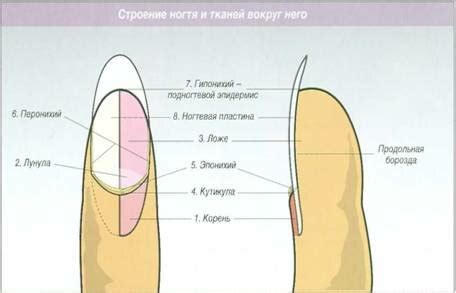 Процесс роста нового ногтя