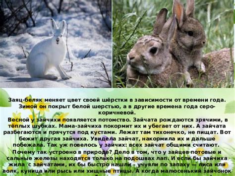 Процесс смены окраски шкурки у зайцев в зависимости от времени года