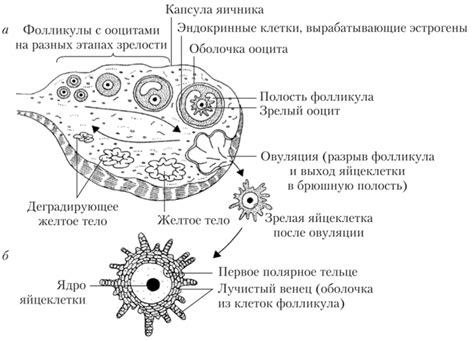 Процесс созревания яйцеклетки