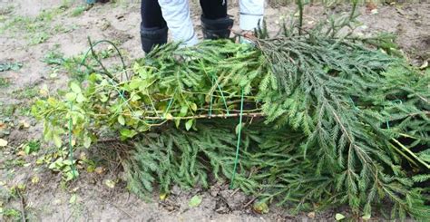 Процесс укрытия розы хвоей сосны