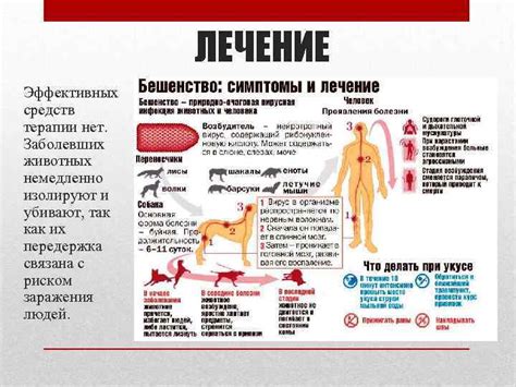 Проявление симптомов бешенства у зараженных организмов