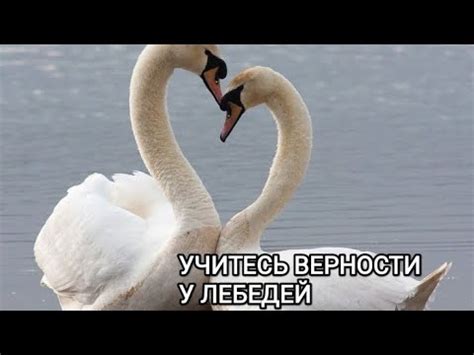 Проявления верности у лебедей