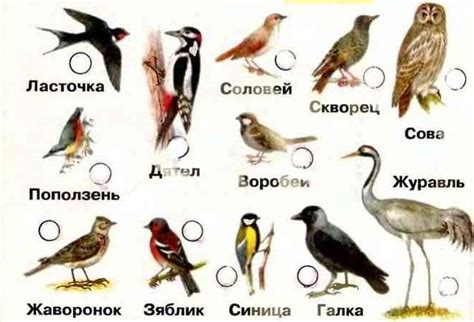 Птицы, не участвующие в перелете
