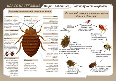Путаные мнения о запахе после раздавливания клопа