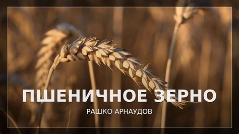 Пшеничное зерно в рационе коз: преимущества и недостатки