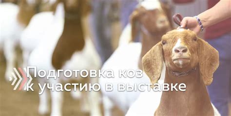 Пшеничное зерно для коз: особенности кормления