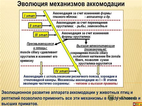 Развитие аккомодации