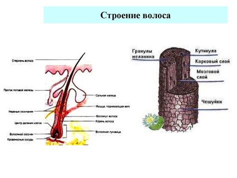 Развитие волос и физиология