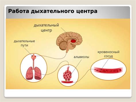 Развитие дыхательной системы и улучшение глубины вдоха