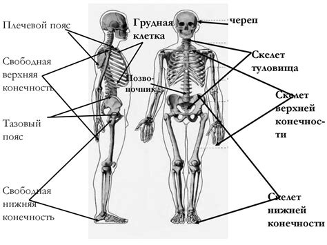 Развитие костной системы детей в 4 классе