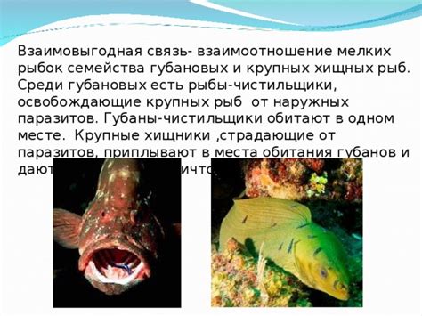 Разделка крупных хищных рыб