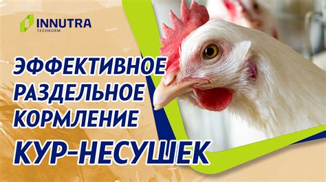 Раздельное кормление