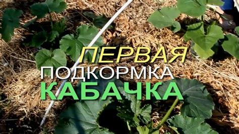 Раздел 1: Важность чистки кабачка перед жаркой