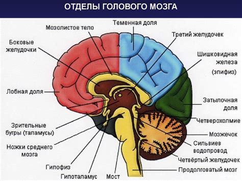Раздел 1: Структура мозга