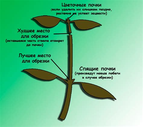 Раздел 1. Основные принципы прищипывания бегонии