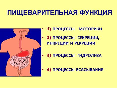 Раздел 2: Первый этап пищеварения в полости рта