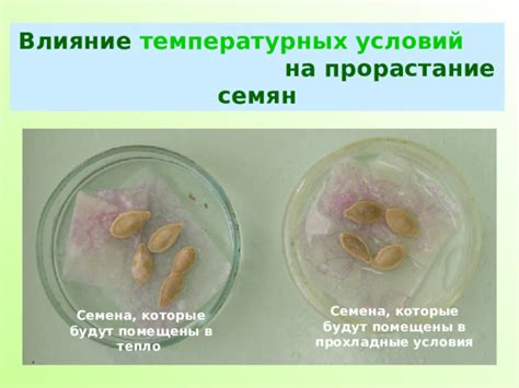 Раздел 4: Влияние температурных условий на пищевую ценность холосаса