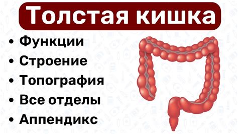 Раздел 5: Последний этап - пища проходит через толстый кишечник