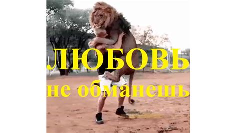 Раздел 6: Дружба скорпиона и льва: успешные примеры