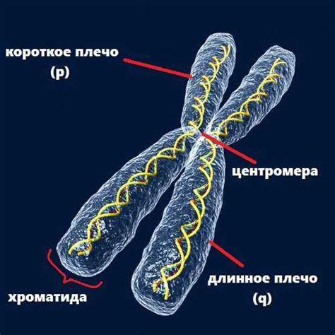 Различия в хромосомах