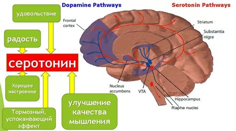 Различия между выделением дофамина и выделением серотонина